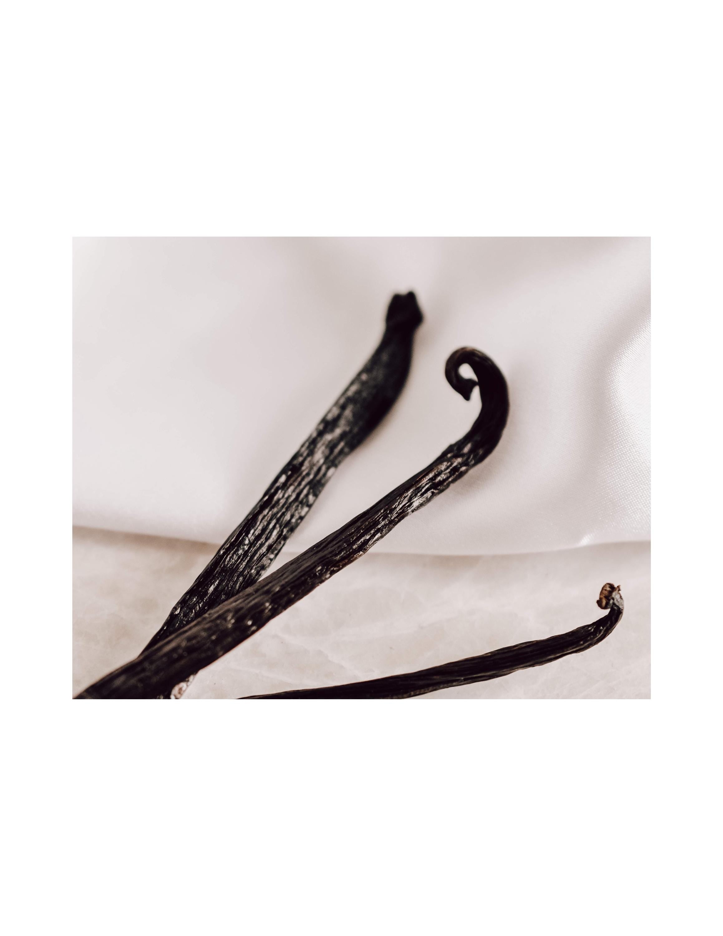 Three vanilla beans on a white background