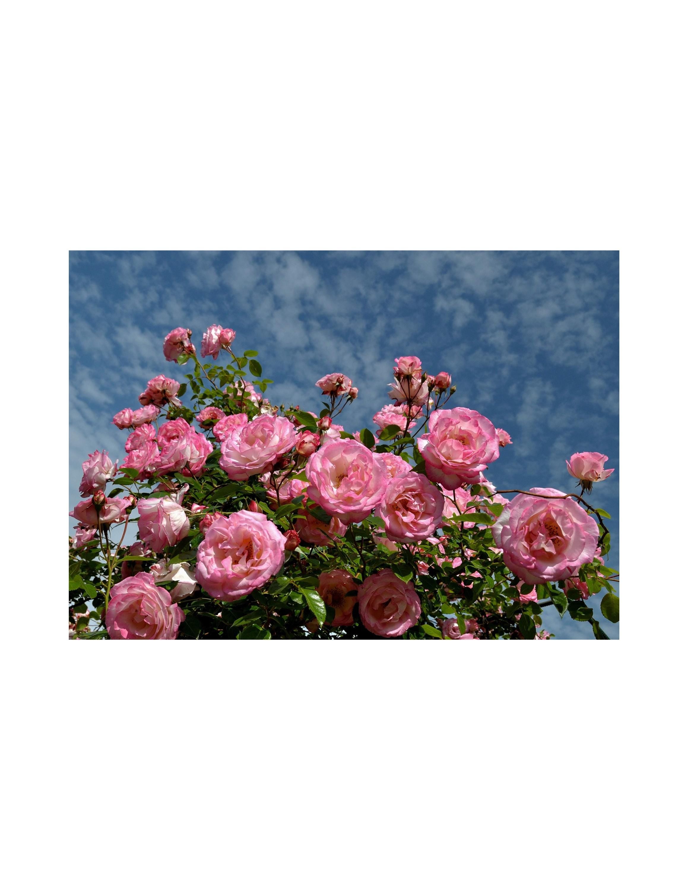 Pink flowers against a blue sky