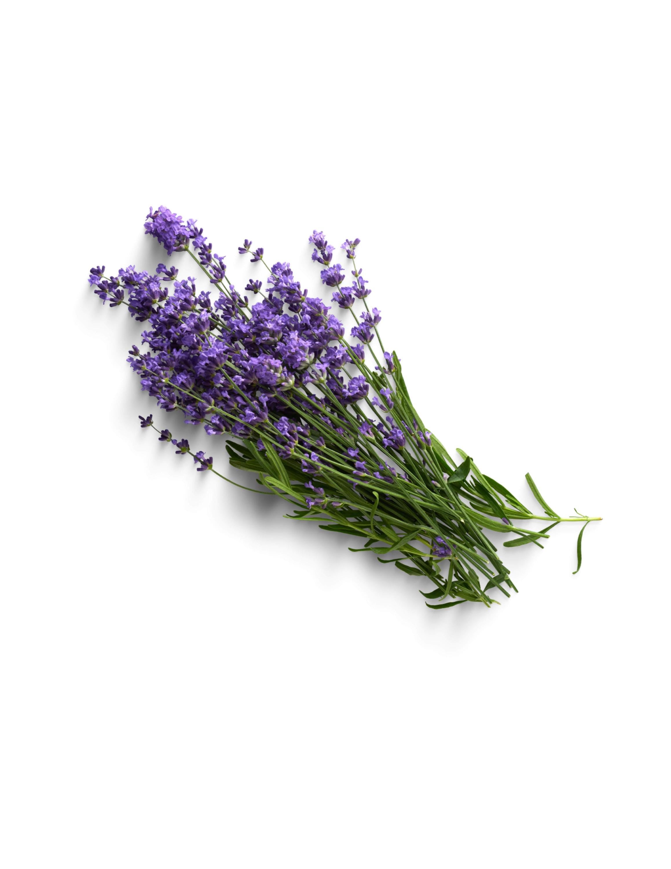 Bouquet of lavender flowers on a white background