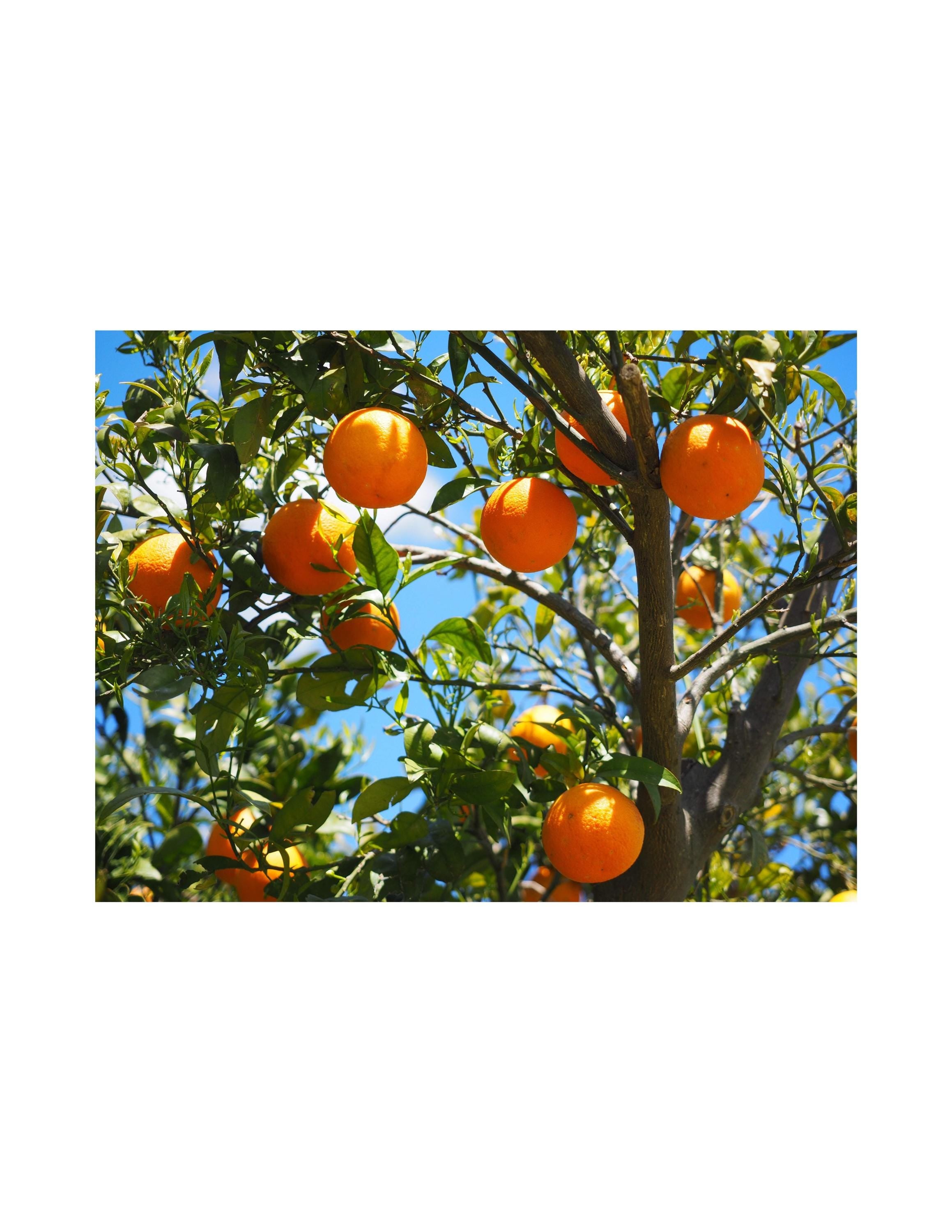 Oranges hanging from a tree with a clear blue sky background